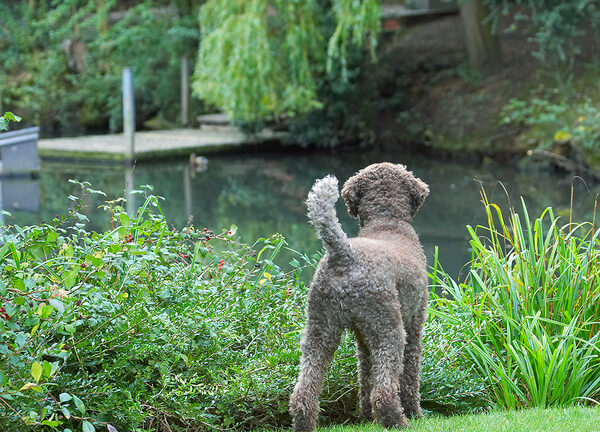 Dog photo