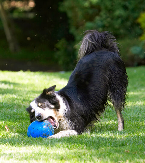 A really good chew