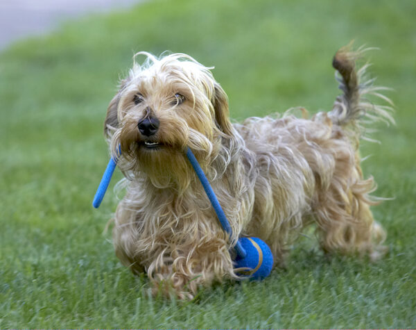 OK, who's gonna play tug-o-war with me?