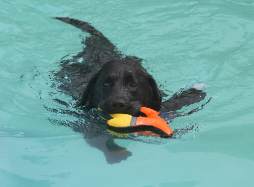 They made me get another toy