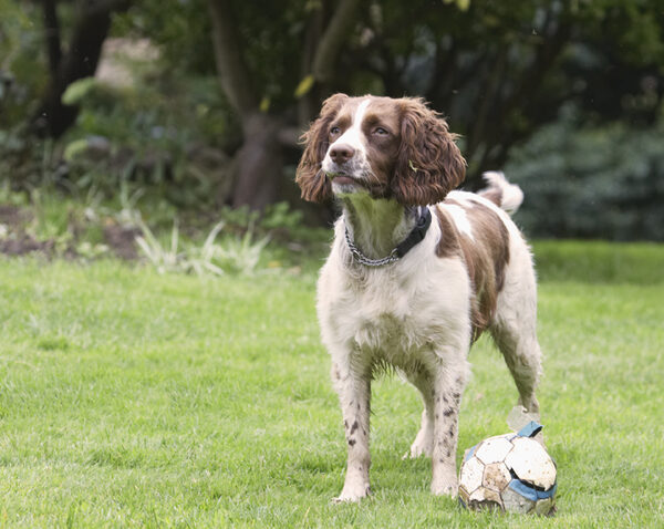 What am I supposed to do with a ball THIS big?