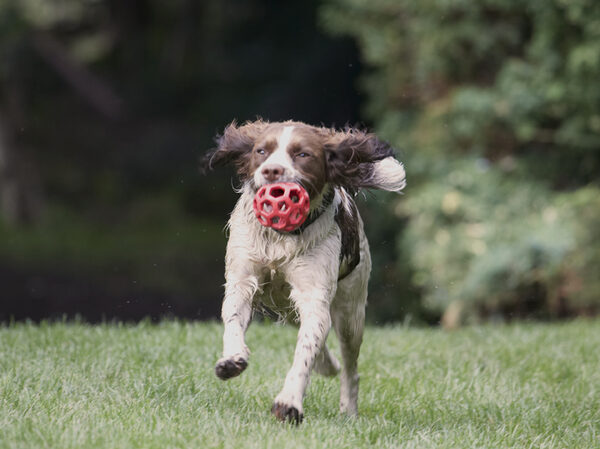 Springing into action