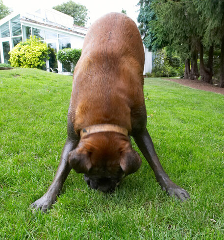 Look, I can do a headstand