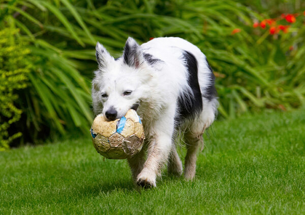 Run, fetch, run, fetch.............