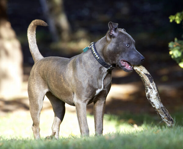I'm the holder of the stick