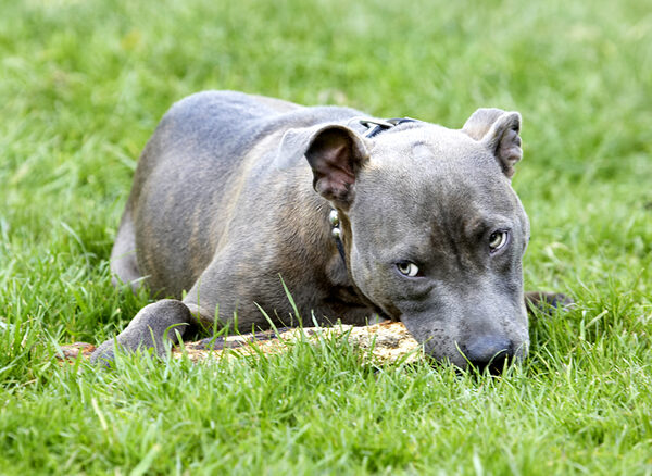 Just let that Domino try to get this stick from me!