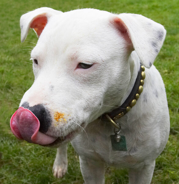 Look, I can lick all of my nose