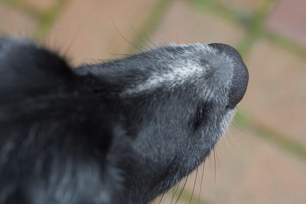 A velvet nose
