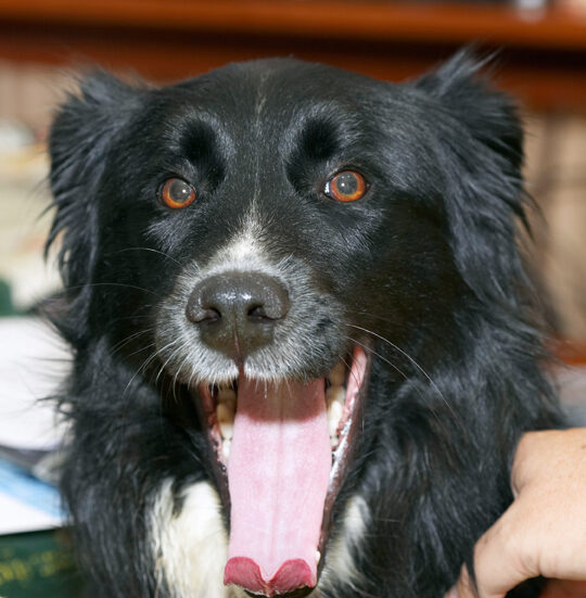 Cheeeeeeeeeeese