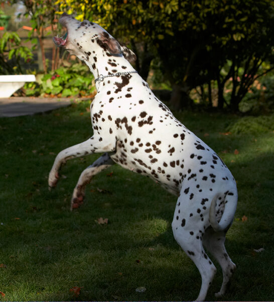 No ball's too high
