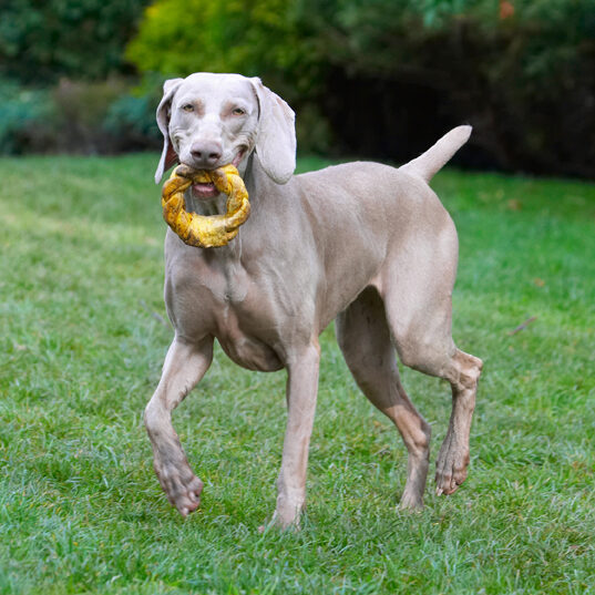Look, how resourceful, a toy and snack in one