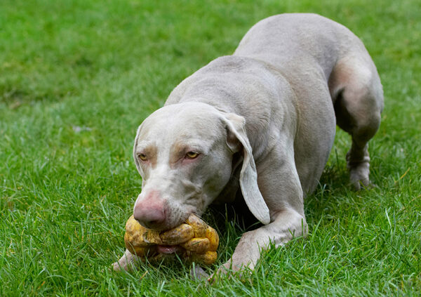 Now I can have a chew