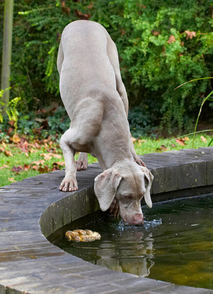 Mmm, mmm, yucky pond water