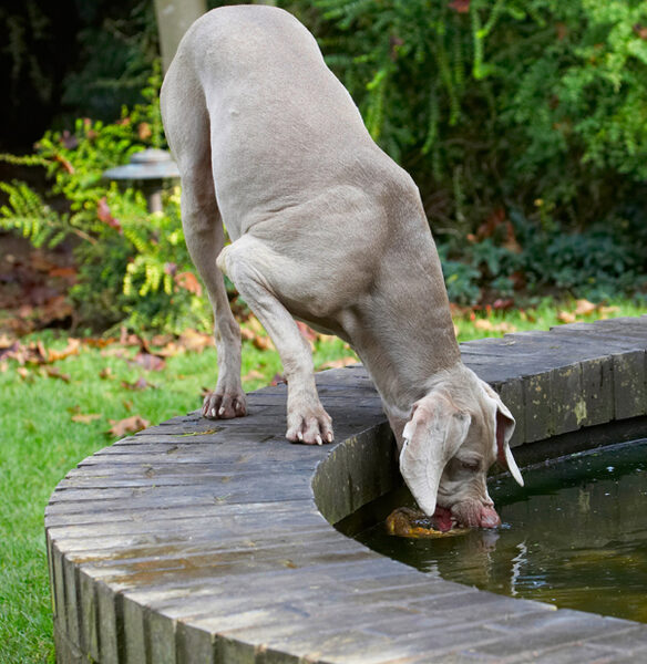 Dog photo