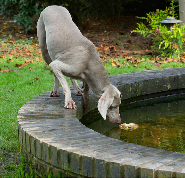 Dog photo