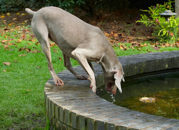Oh no, it's sinking