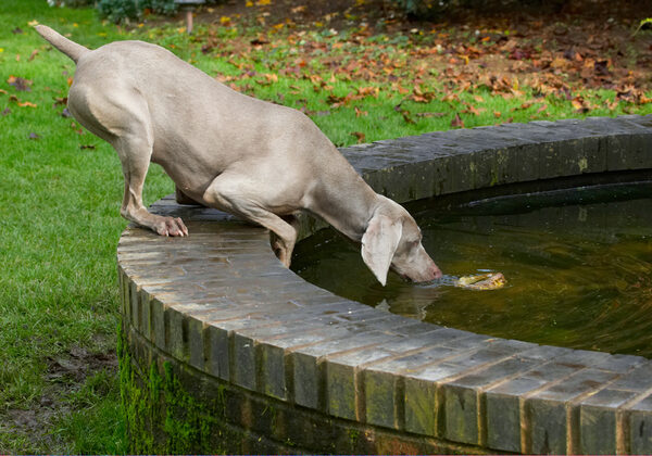 Dog photo