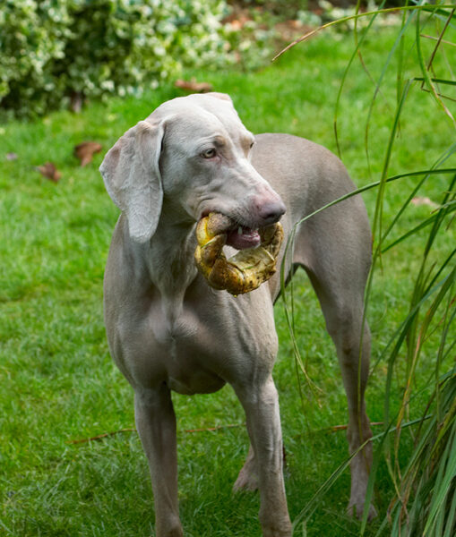 OK, OK, so I did have a little help with retrieval