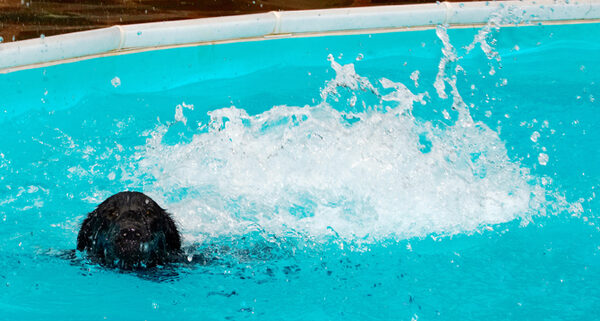 And......... splash