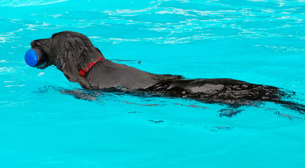 As sleek as a seal