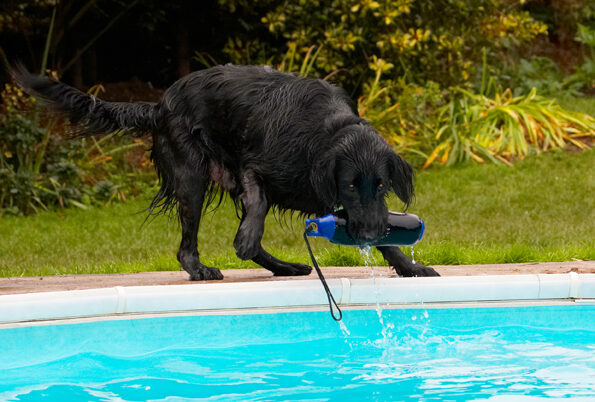 Dog photo