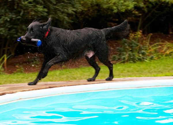 Dog photo