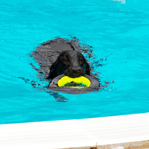 Dive, fetch, bring back - a boy's work is never done