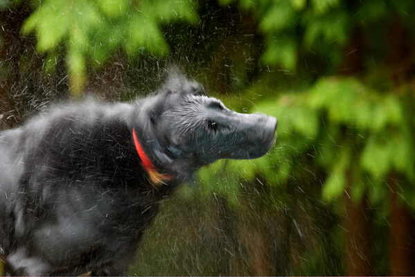 A whizz this way
