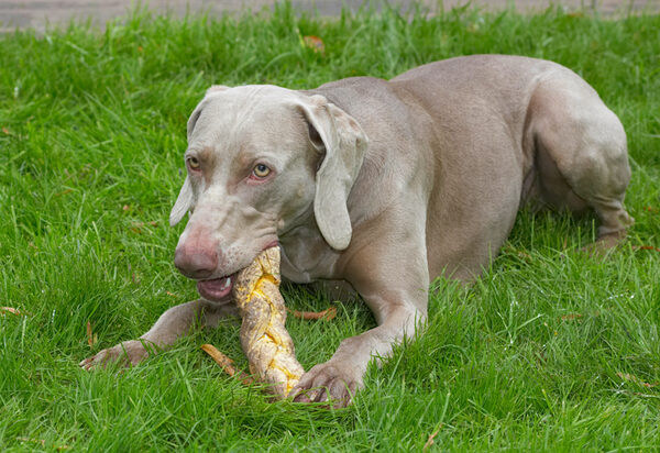 Oh, goody, snack time