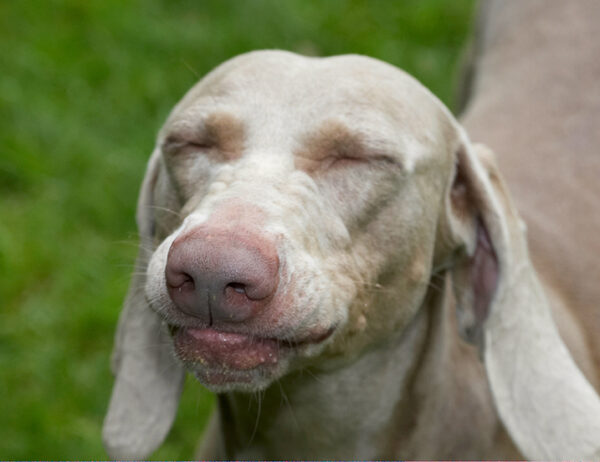 Doggie heaven