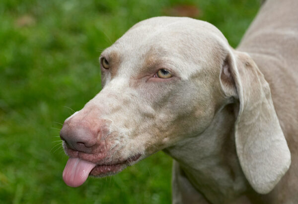 Just gonna show you my tongue