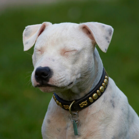 Dog-nap