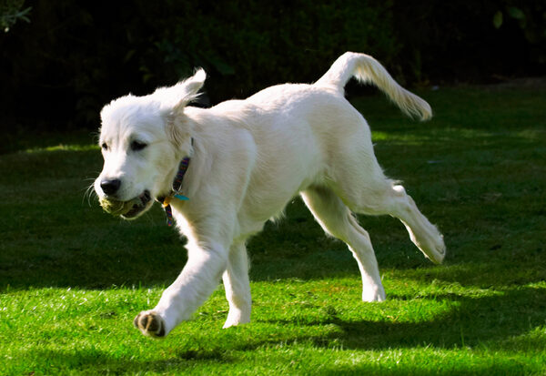 Born to run