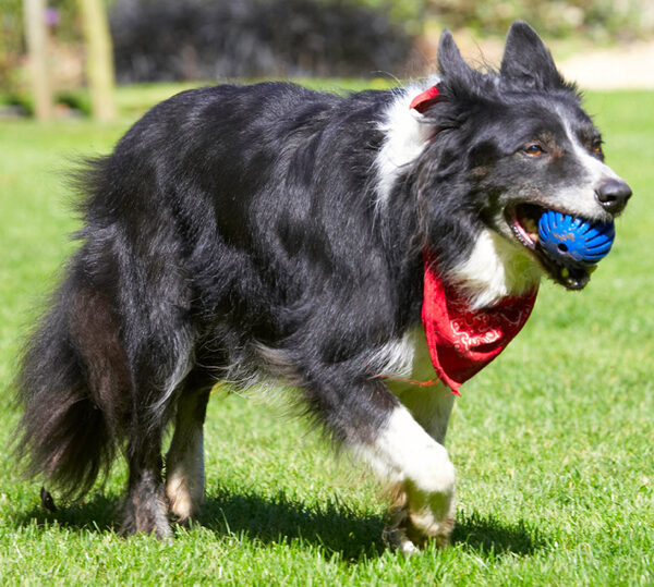 Run, fetch, run, fetch - it's exhausting