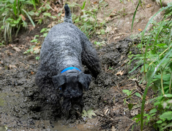 A little bit of digging will unearth it