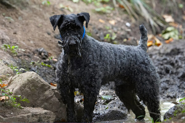 Dog photo