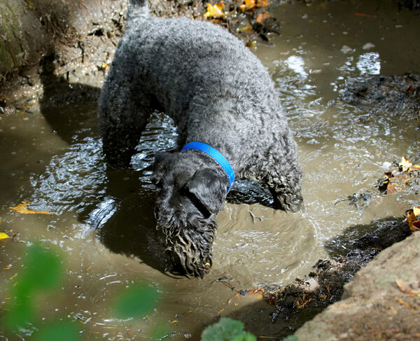 Dog photo