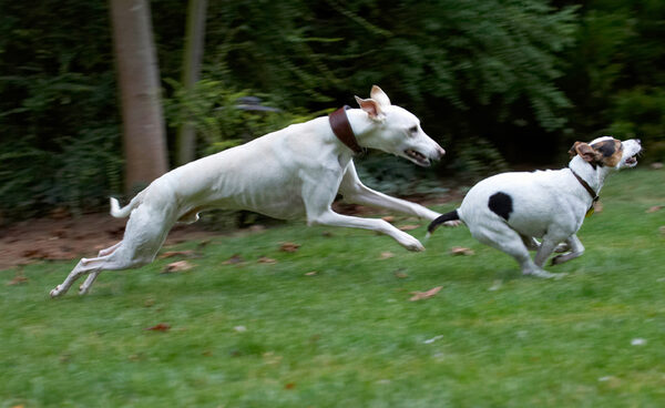 Almost gotcha
