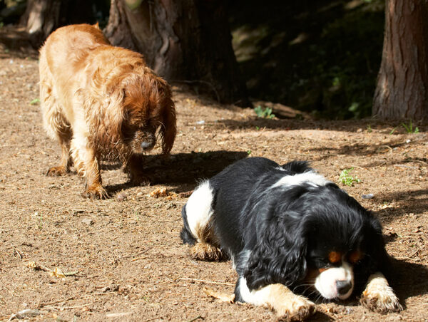 .......... too bad, he's too busy sniffing