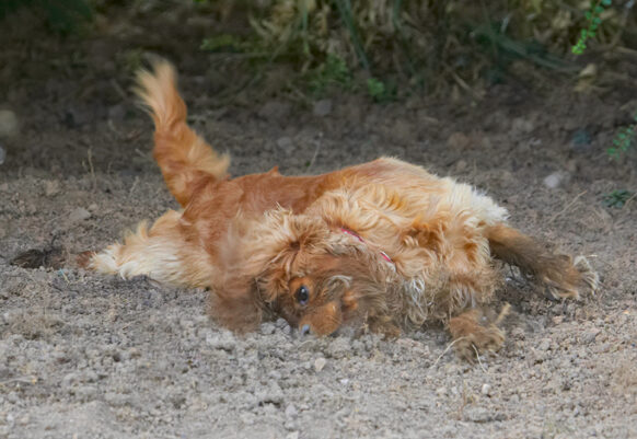 Now for a dry scrub