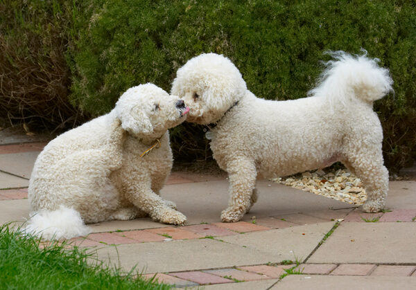 Giss us a kiss