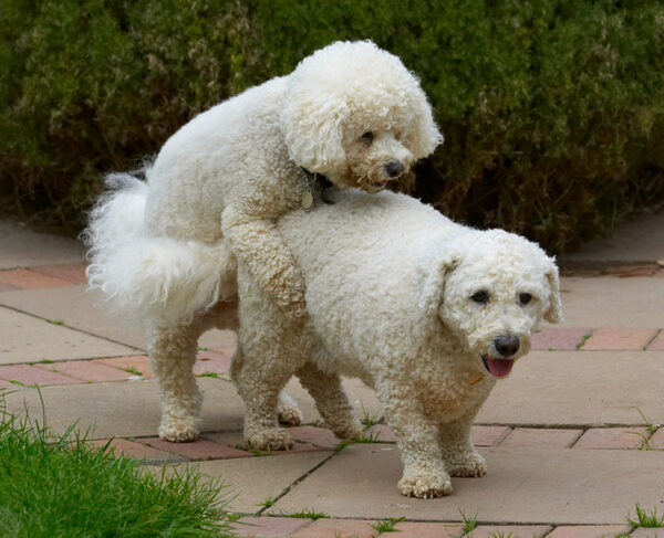 C'mon then if you want a piggy back
