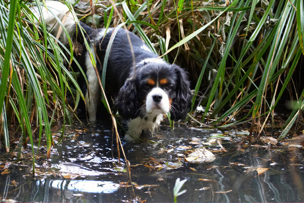 Jus' going for a dip