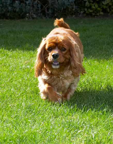 Now, where's that Jasper gone?