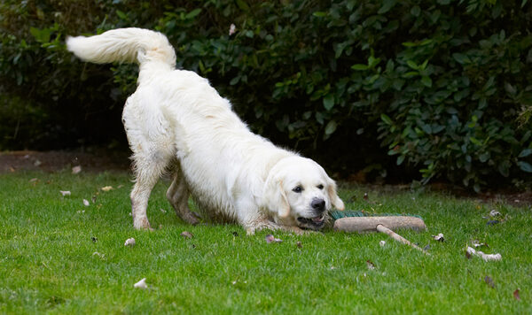 C'mon, play