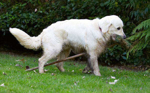 Maybe it's a wooden horse