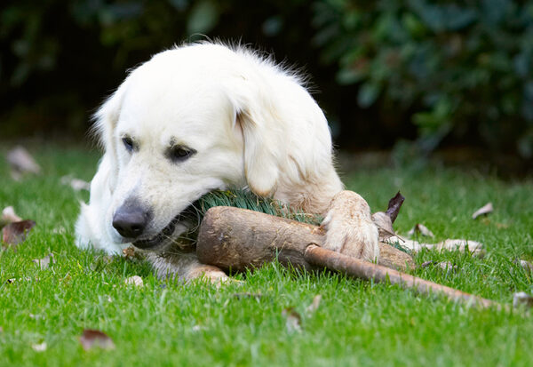 A good chew will get my teeth clean