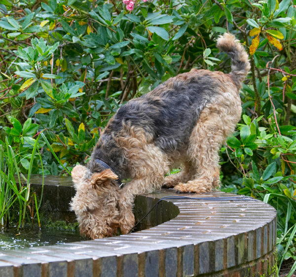 Oh, good,mucky water