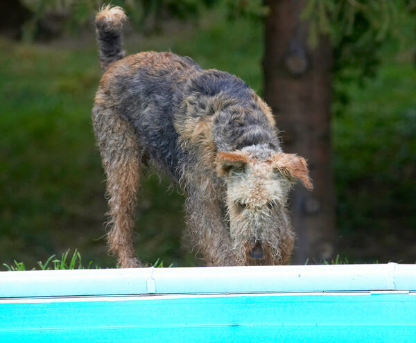 Where's that other dog gone?