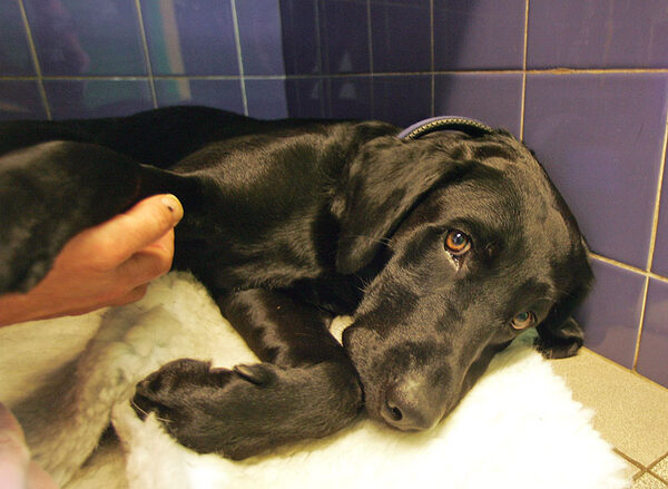 Cuddles for the Labradors